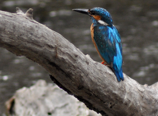 Natua e biodiversità