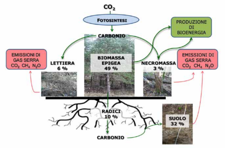 Schema concettuale del ciclo del carbonio nelle piante 