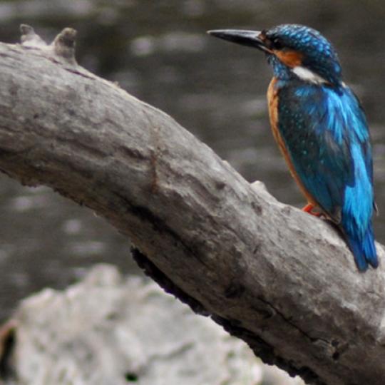 Natura e biodiversità