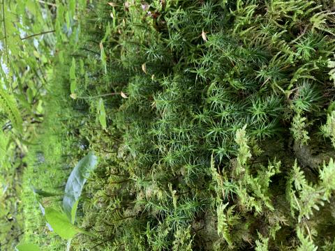 erba con piccole piante